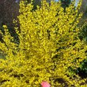 Forsythia x intermedia 'Melissa'